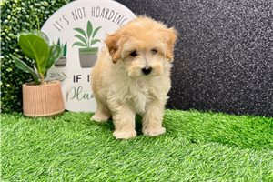 Mark - Malti Poo - Maltipoo for sale