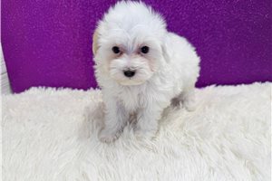 Buttons - Malti Poo - Maltipoo for sale