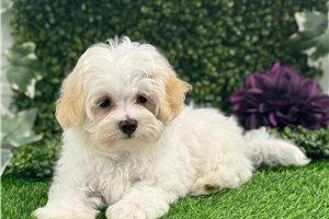 Beaumont - puppy for sale