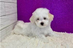 Adri - Malti Poo - Maltipoo for sale