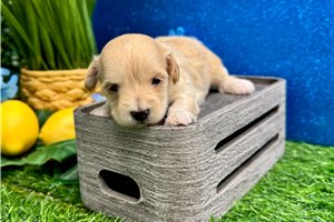 Mango - puppy for sale