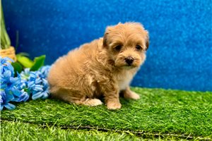 Millie - Malti Poo - Maltipoo for sale