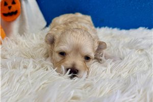 South, a Maltipoo puppy