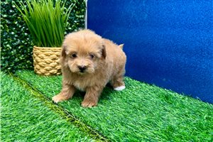 Melody - Malti Poo - Maltipoo for sale