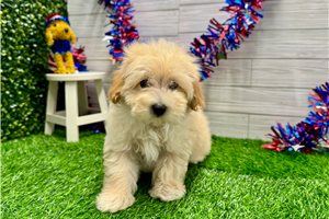 Mark - Malti Poo - Maltipoo for sale