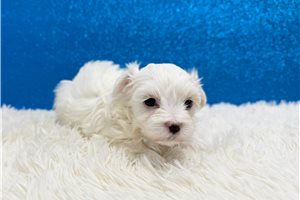 Blackjack - puppy for sale