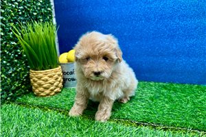 Marigold - Malti Poo - Maltipoo for sale