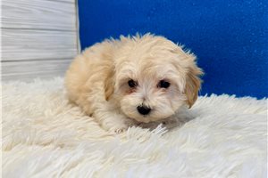 Bixby - Malti Poo - Maltipoo for sale