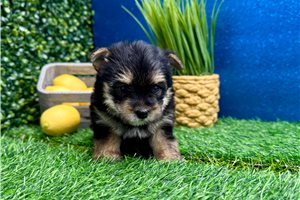 Whitney - Morkie / Yorktese for sale