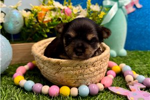 Whitney - Morkie / Yorktese for sale