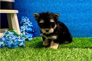 Whitney - Morkie / Yorktese for sale
