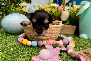 Wren - Morkie / Yorktese for sale