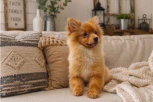 Ruby - Pomeranian for sale