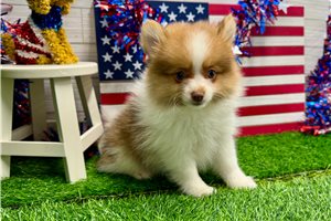 Victor - Pomeranian for sale