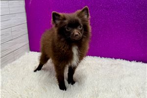 Vanessa - puppy for sale
