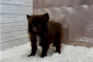 Vanessa - Pomeranian for sale