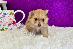 Opal - Pomeranian for sale
