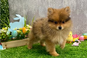 Kason - Pomeranian for sale