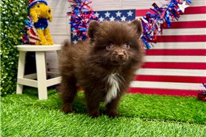 Vanessa - Pomeranian for sale