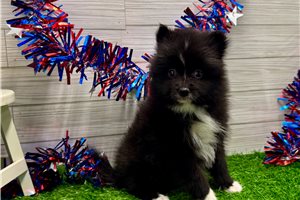 Aimee - Pomeranian for sale