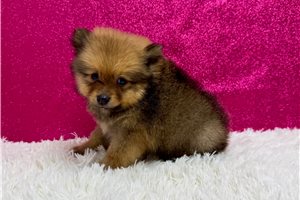 Bryn - Pomeranian for sale