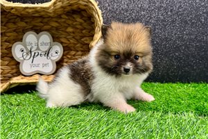 Roger - Pomeranian for sale