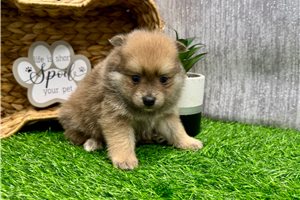 Forrest - puppy for sale