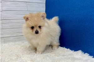 Harrison - Pomeranian for sale
