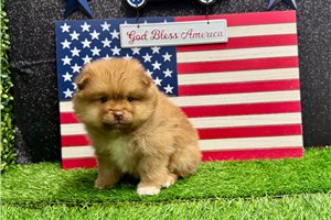 Steffi - Pomeranian for sale