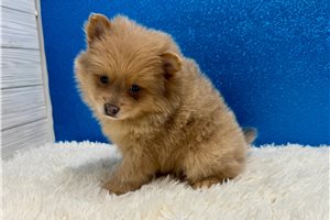 Bolt - Pomeranian for sale
