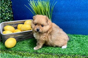 Kimberly - Pomeranian for sale