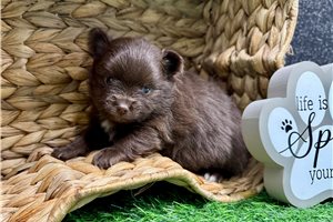 Vanessa - puppy for sale
