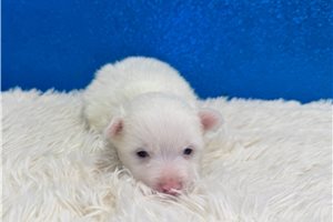 Drake - puppy for sale