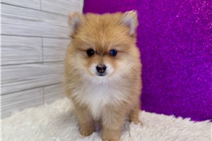 Opal - puppy for sale