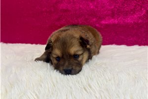 Blair - puppy for sale