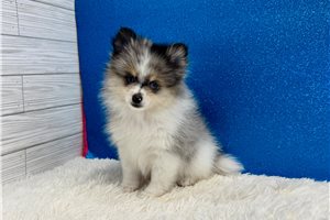 Olson - Pomeranian for sale