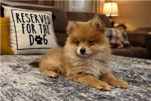 Otis - Pomeranian for sale