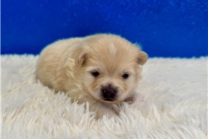 Harrison - Pomeranian for sale