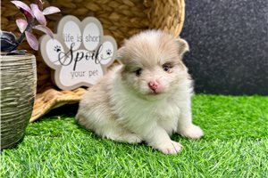 Vaughn - puppy for sale