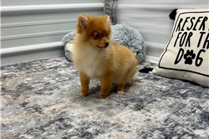 Ruby - Pomeranian for sale