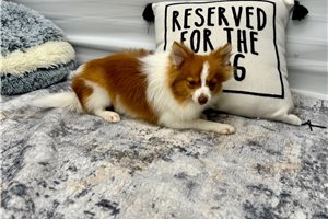 Victor - Pomeranian, placed in Lake Of The Ozarks