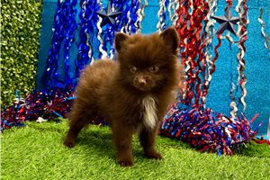 Vanessa - Pomeranian for sale