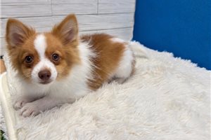 Victor - Pomeranian for sale