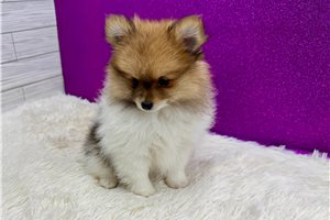 Heidi - Pomeranian for sale