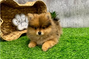 Kason - Pomeranian for sale