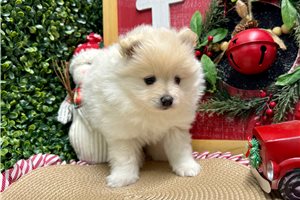 Elijah - Pomeranian for sale
