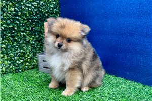 Bailey - Pomeranian for sale