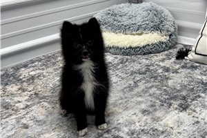 Aimee - Pomeranian for sale