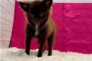 Vanessa - Pomeranian for sale