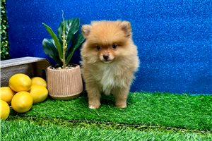 Ruby - puppy for sale